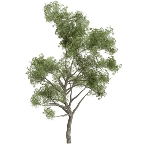 pngtree|200,000+ Free Png Tree & Png Images .